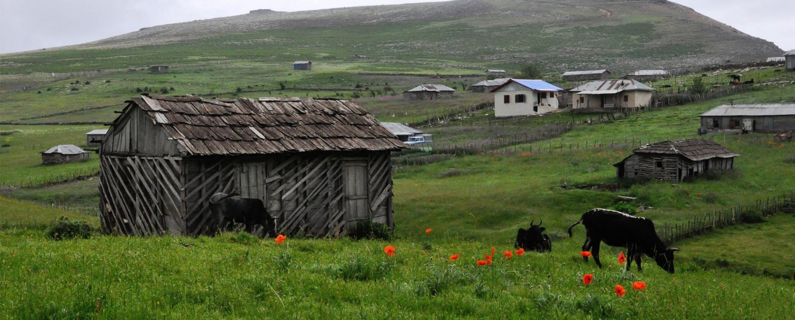 بیده پشت