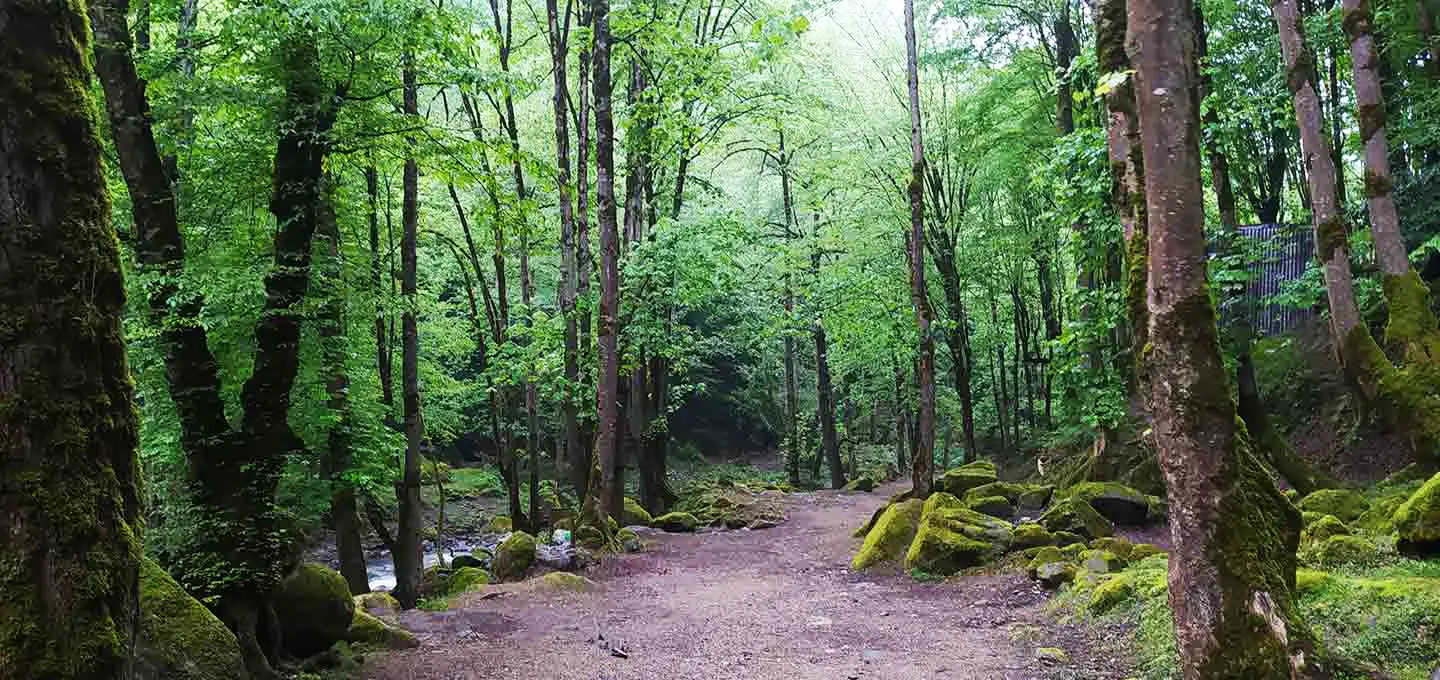 جنگل صفارود واقع در رامسر